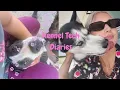 My experience as a Kennel Tech