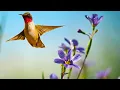 Download Lagu Beautiful Relaxing Music, Beautiful Nature Scenery in 4k Ultra HD, \