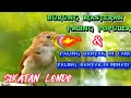 Download Lagu Sikatan Londo ‼️ Masteran Burung paling banyak di Minati #nightingale  #sikatanlondo #masteranburung