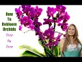 Download Lagu ORCHID CARE TIPS AFTER FLOWERING: How to Make ORCHIDS REBLOOM 💐Flower Again 😀Shirley Bovshow