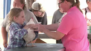 Chicken Champs Showing Off at the Bayfield County Fair