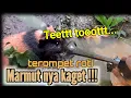 Download Lagu Marmutnya kaget ❗ mengagetkan marmut dengan terompet roti #Marmuthias #Marmut #Caramemeliharamarmut