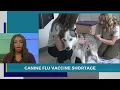 Canine flu vaccine shortage