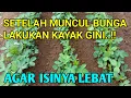 Lagu Perawatan Kacang Tanah Agar Isinya Lebat Dan Maksimal