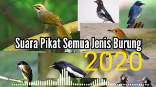 Download Suara Pikatan Semua Jenis Burung Liar | MP3 Pikat Sapujagad Terbaik | Garansi Burung Auto Penasaran MP3