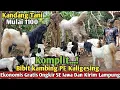 Download Lagu 1100...!! GRATIS ONGKIR SE JAWA KAMBING PE KALIGESING Kandang Tani#kambingpe #hargakambing 