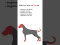 Download Lagu Jak nie głaskać psa? #shorts