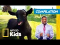 America s Funniest Animal s Full Episode Compilation Nat Geo Kids