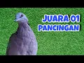 Download Lagu Derkuku Djawa Gacor Suara Bening, Juara 01 Pancingan