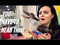 Download Lagu Maak kennis met de schattigste lachende kookaburra ooit + ZELDZAME zwarte palmkaketoe! | LA Pet F...