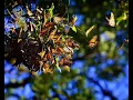 The Amazing Monarch Butterfly Global Stories and Local Monitoring Efforts