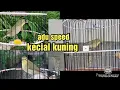 Download Lagu Adu speed kecial kuning Lombok