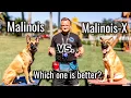 Belgian Malinois vs Malinois-X Is the Malinois x GSD an even better dog