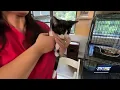 Controlling Palm Beach County s stray cat population