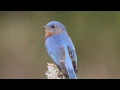 Download Lagu Tree Swallows and Eastern Bluebird