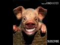 the sound of a pig/bunyi babi