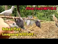 Suara Pikat TerAMPUH Sekali Play Langsung NYEDOT‼️