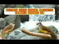 Lagu Masteran Cucak Jenggot Bersahutan Kombinasi Gemericik Air