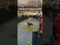 Rex the TSA Dog Retires After 5 Years of Service