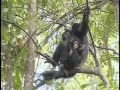 Download Lagu Chimpanzees at Serengeti National Park - Part 1