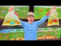 I Bought Every Fish in The Pet Store EXPENSIVE