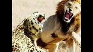 تایبەت مەندی دوژمنەکەت بزانە بە هۆی ئەو گیاندارەی لە خەوندا دەیبینی 