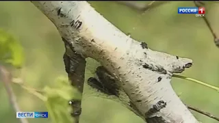 Омские леса поедает шелкопряд