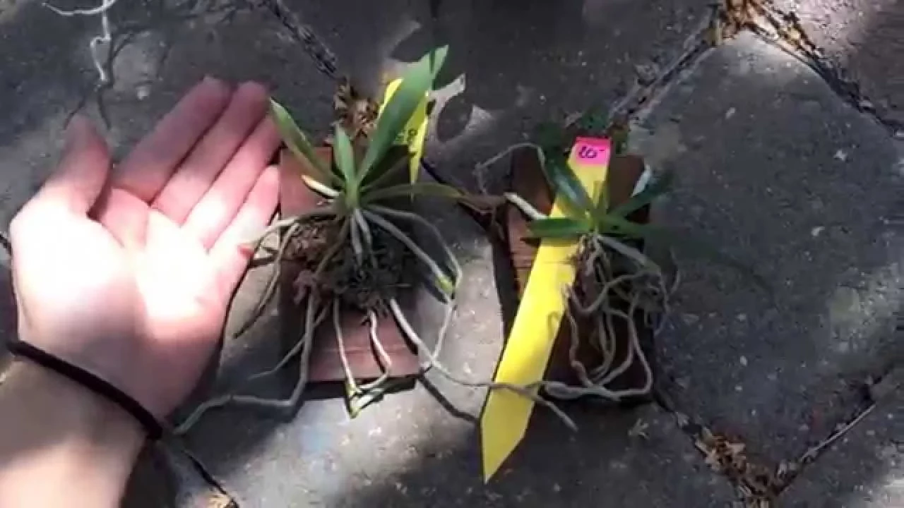MINI ORCHID HAUL