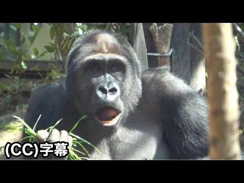 Download MP3 Der große Bruder wärmt den kleinen Gorilla, dem kalt ist. Der freundliche Gentaro . Familie Momotaro