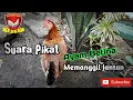 Lagu Suara Pikat Ayam Betina Memanggil Jantan