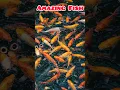 Download Lagu Memberi makan ikan raksasa di kolam yang menakjubkan ini #ikan #memancing #celana pendek