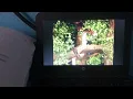Download Lagu Bebe Lilly la jungle des animaux