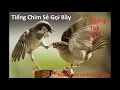 Chim sẻ, chim ri mồi, không quảng cáo, không tạp âm #kenhchimcanhtonghop