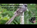 Download Lagu Murai air ✅masteran murai air ngebren tanpa henti cocok buat murai medanmu