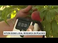 CSU Extension intern doing local research on Palisade peaches