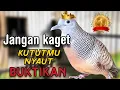 Lagu Perkutut lokal gacor semua kutut bakal nyaut