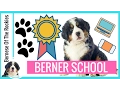 Berner School Bernese Mountain Dog Research and Education for SERIOUS puppy buyers only