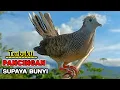 Download Lagu Perkutut Lokal Gacor PIKAT Ampuh Pancingan Supaya Bunyi