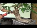 Download Lagu A day in the Life of Bonsai Iligan: Fire Tree first Touch from Rooting
