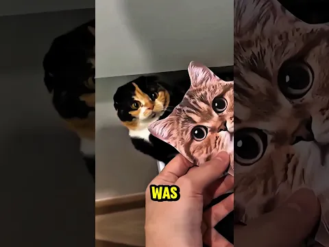 My Cat’s Reaction is priceless! 🙀 #shorts