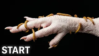 10000 Mealworms VS Chicken Foot