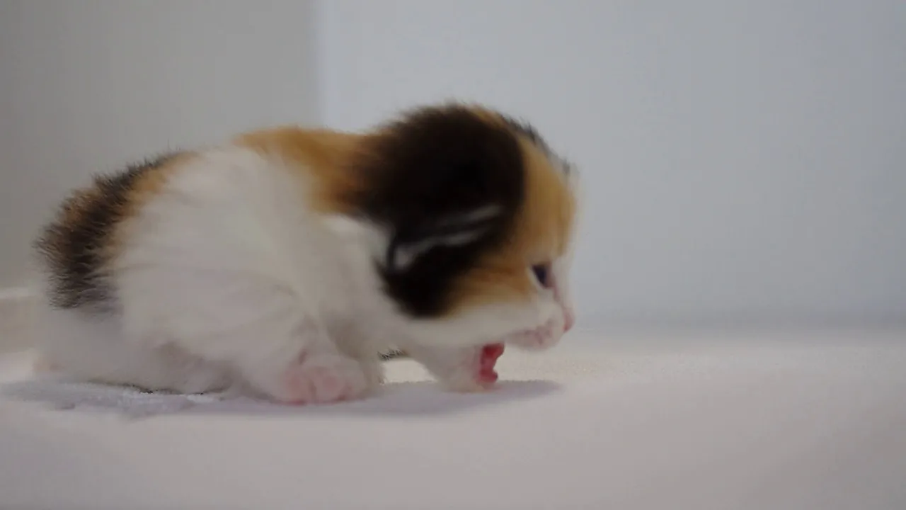動画