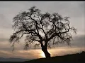 Bye Bye Blackbird.wmv