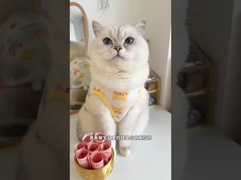 मेरी बिल्ली मेरे लिए पैसे लाती थी 😱🐱💰#viral #ytshorts