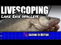 Forward Facing Sonar for Lake Erie Walleye Real-Time Casting Breakdown Using Livescope for Walleye