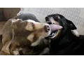 Download Lagu O MAIOR BEIJO DE LÍNGUA DO MUNDO ANIMAL