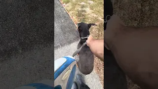 . #fyp #dream #doberman #pets #youtube