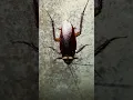 Download Lagu 😱🥴 #cockroach #cockroaches #insect #fear #ghost #horrorstory #shorts #viral #ytshorts #reels #wow