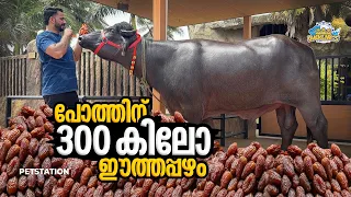 പോത്തിന് 300 കിലോ ഈത്തപ്പഴം.. 300kg Dates for our buffalo 🦬 ബിലാൽ 🔥🔥