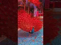 Download Lagu amazing peacock dance 🦚 video 😍#youtubeshorts #shortvideo #sbyshorts